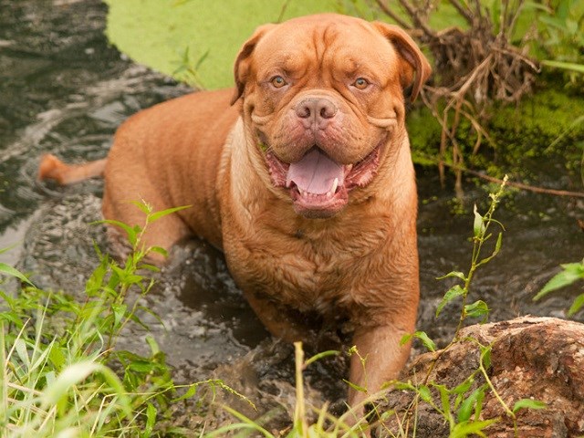 Dogue De Bordeaux thumbnail